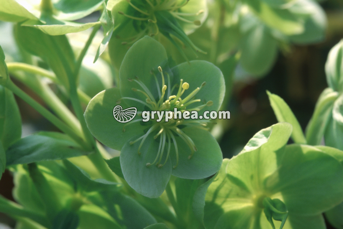 Hellebore (Helleborus corsicus) - fleur épanouie - gryphea.com